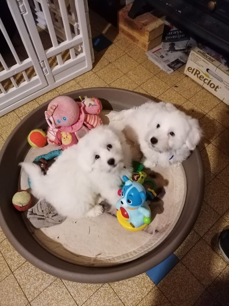 Des Petits Charmeurs D'Occitanie - Coton de Tulear - Portée née le 11/08/2021