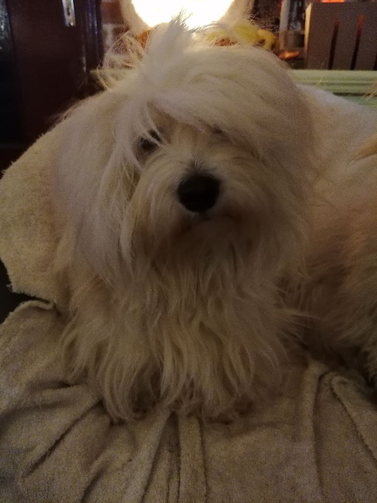 Un mariage a eu lieu chez les Petits Charmeurs d'Occitanie