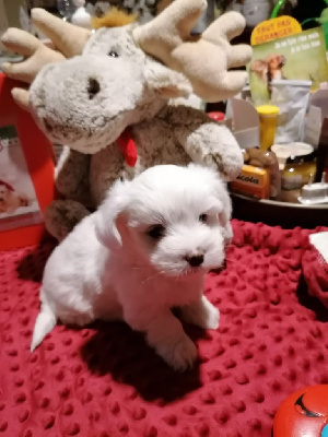 CHIOT 2