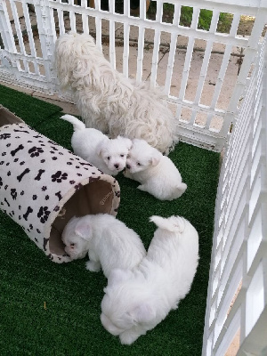 CHIOT 1