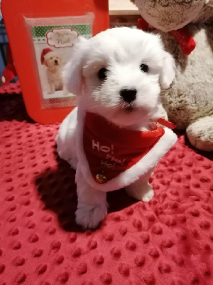 CHIOT 1